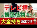 テレビ横に置いて！金運爆上げ観葉植物を風水アドバイザーが解説