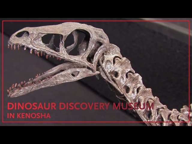 Tour the Dinosaur Discovery Museum in Kenosha, Wis. - YouTube