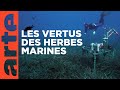 Les herbiers marins  prcieuses sources de vie  arte