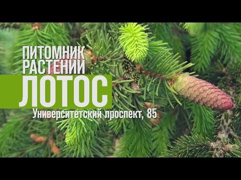 Питомник растений "Лотос": серия 2