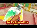 Raat rha zera kabootar pakra  hashim mahmood pigeons