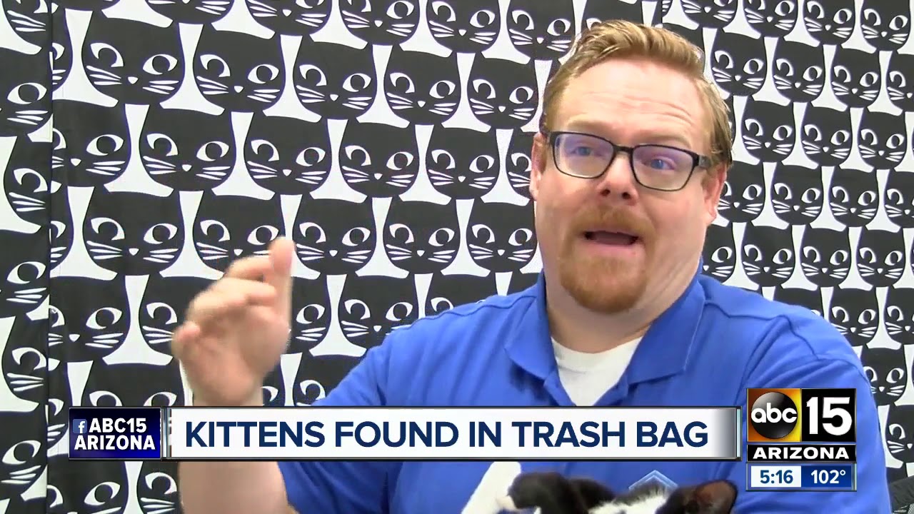 Kittens found in trash bag
