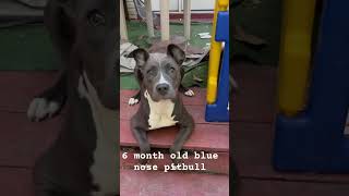 6 Month Old Blue Nose Pitbull