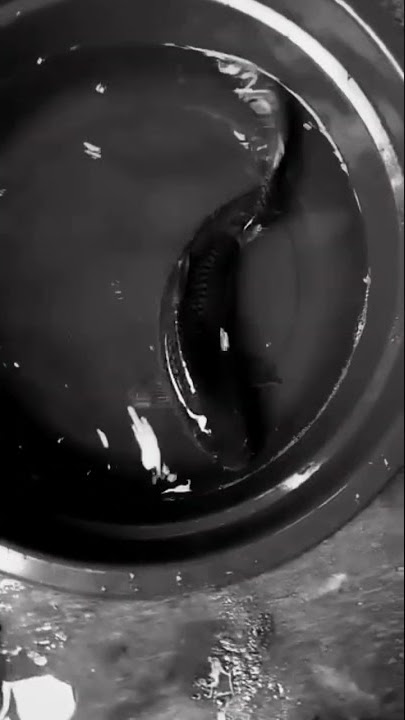Jenis Ikan Koi Hitam Pekat Disebut Karashugoi #koi #shorts #short