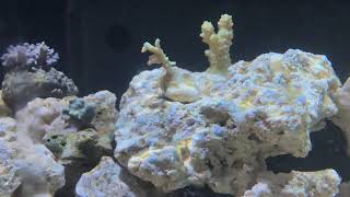 Trochus snail spawning event by Bruno Bonomo 178 views 2 years ago 1 minute, 35 seconds