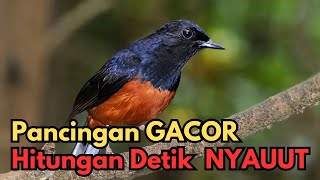 Masteran Murai Batu KELAS SULTAN ,Biar Cepat Ngerol Nembak | Dijamin Nambah Materi!