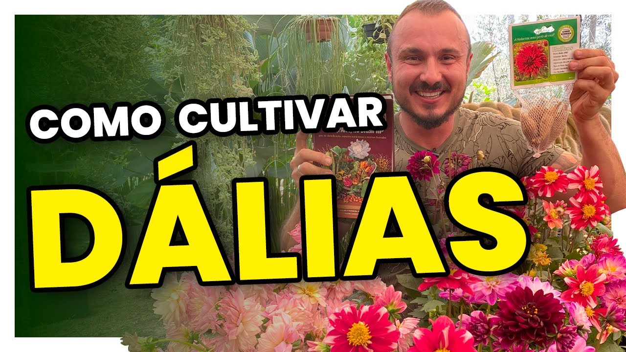 Os segredos para cultivar DÁLIAS | Como plantar e adubar