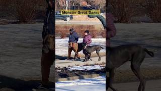 4K HDR Quebec / Biggest Great Danes Ever / Song “Scorpion” By Kordhell #dog #shorts