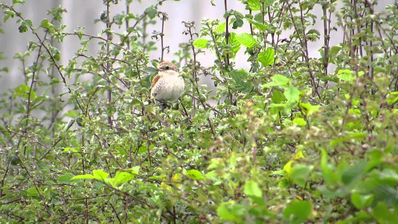 Oxon Bird Log: Red-backed Shrike 