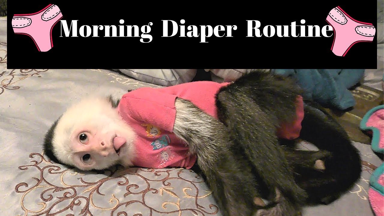 How to Change a Morning Diaper for a Pet Monkey YouTube