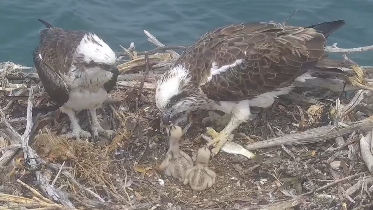 Osprey mom feeding fish 🐟 to babies | Port_Lincoln Osprey | Oct 12, 2024