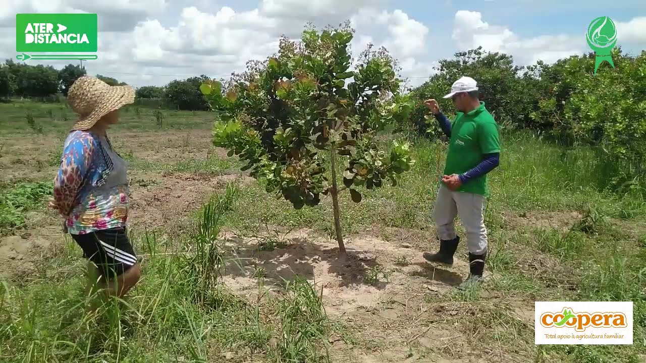 Parte 3.  Prática Sobre Poda de Cajueiro