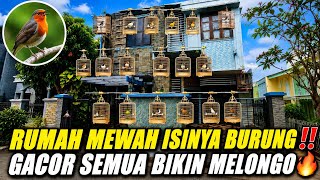 UNBELIEVABLE!! THIS LUXURY HOUSE IS FILLED WITH NOTHING BUT CHAMPION SINGING BIRDS, THE COLLECTIO...