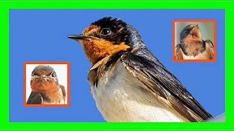Barn Swallow Bird Song, Call, Sound, Chirp - Golondrina Común Canto - Hirundo Rustica Barn Swallow Bird Song, Call, Sound, Chirp - Golondrina Común Canto - Hirundo Rustica