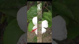 They Know Not My Heart sung CTH #shorts #music #oldmusic #publicdomainmusic #nature