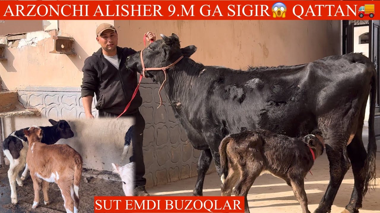 ARZONCHI NARX AYTISHNI YORIB TASHADI✊YANGI PARTIYA ONA BOLA SIGIRLAR 