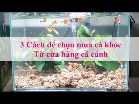 Video: Cách chọn cá cảnh khỏe mạnh