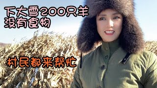 东北百年不遇奇怪天气羊草被大雪覆盖200只羊冬天怎么过活