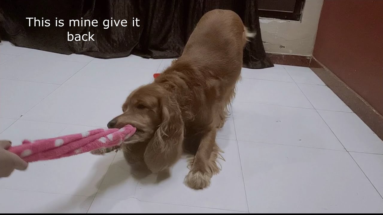 What happened when I took my dog toy Dog with his toy Dog who never