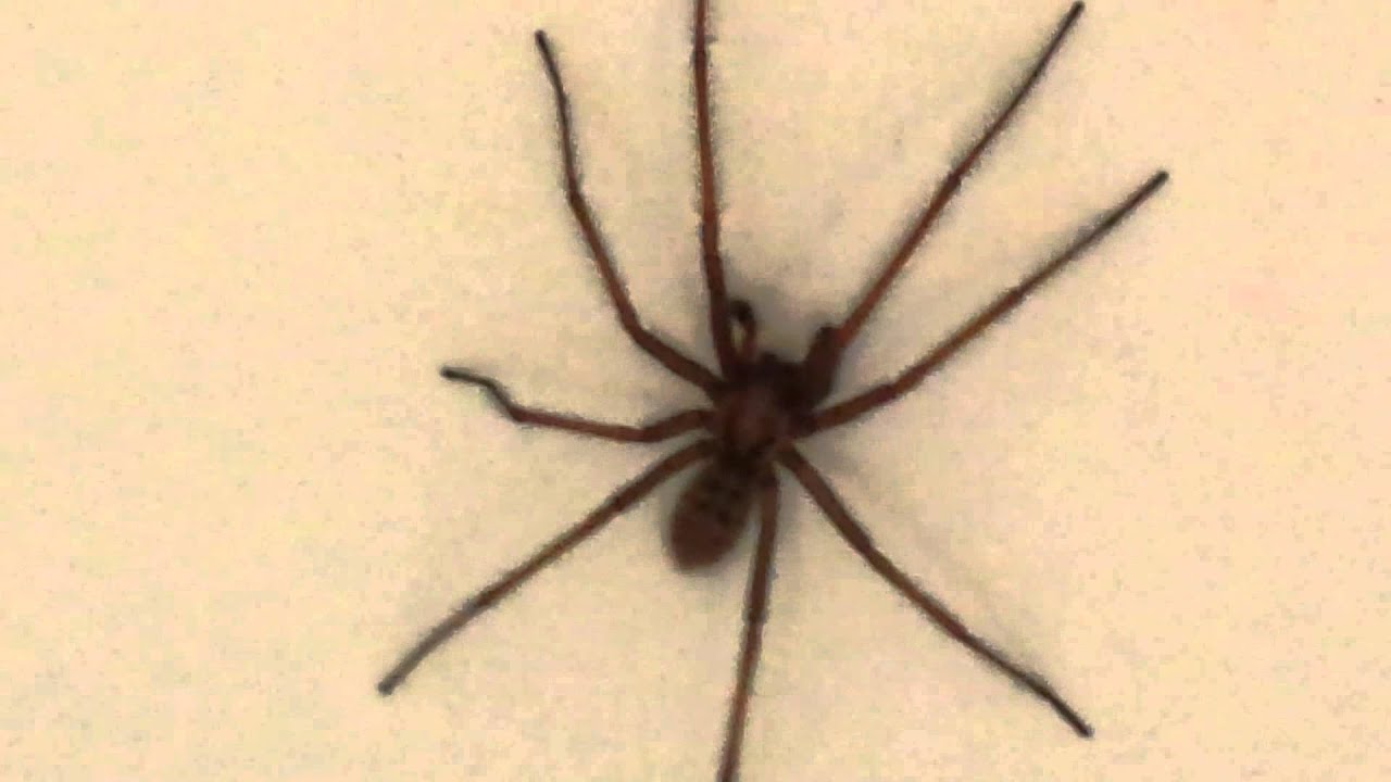 These spiders are in your bed at night! YouTube