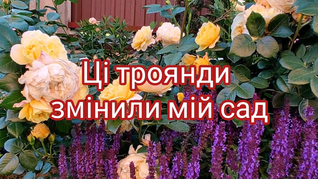 Опис сортів улюблених остинок🌹