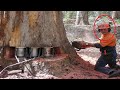 Amazing Fastest Skill Huge Tree Felling With Chainsaw, Dangerous Stihl Chainsaw Cutting Tree Down