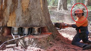 Удивительный самый быстрый навык: валка огромного дерева бензопилой, рубка дерева бензопилой