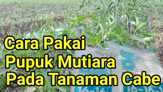 cara penggunaan Pupuk NPK Mutiara secara Tepat pada Tanaman Cabe