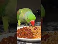 #parrot #talkingparot #funny #shorts #yt #fastfood  #eating #eatingshow #food #foodie #rajmachawal