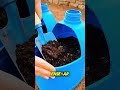 ¡Cosecha SIN TIERRA! 🥬 Aprende Hidroponía desde cero #shorts #hidroponía