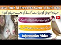 Java Finch ki Breed Na Karne ki Bari Waja | جاوا چڑیا کی بریڈ نہ کرنے کی وجہ جان لیں