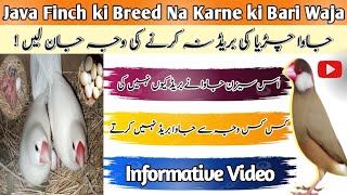 Java Finch ki Breed Na Karne ki Bari Waja | جاوا چڑیا کی بریڈ نہ کرنے کی وجہ جان لیں