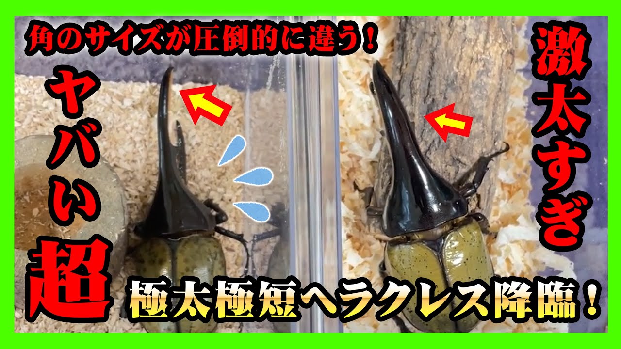 激レア】ヘラクレスオオカブト降臨！太くて短い特異の個性を持つメテオ 