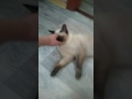 Download Фильм про кошку ( часть 2 ) . Фильм про кошку ( часть 2 ) .