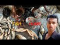 Aje market mea 🐠🐠🐠🐠😃 only the bast