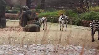 Free Hd Stock Footage Zebra Calfs Gallop And Frolick In The Berlin Zoo
