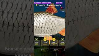 Русская рыбалка 4 - ТРОФЕЙ Плотва #shorts #fish #short #fishing #рыбалка #carpfishing #shortvideo