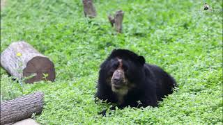 Zoo Welcomes New Andean Bear