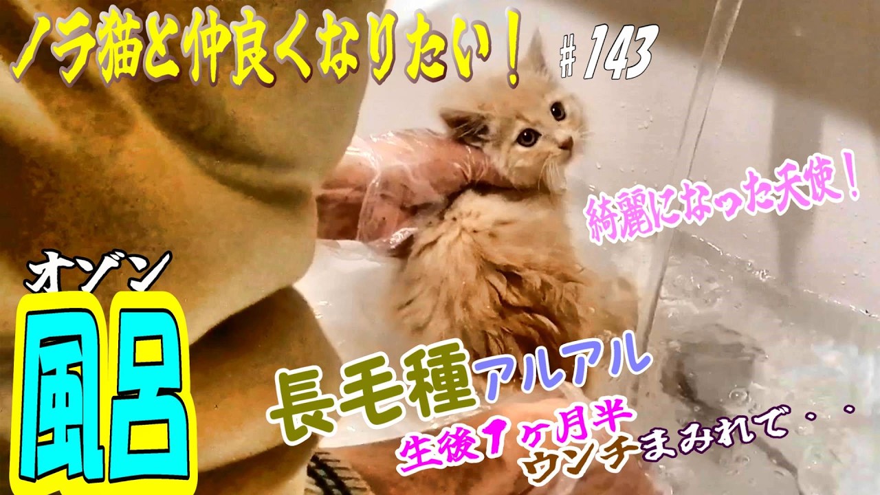 【protect the cat】「うんち」まみれになった子猫！オゾン風呂に入って天使になりました！🥰　通いネコ 「しまちゃん」#143