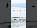 😂😂Funny Penguin 😂😂. #viral #short #penguin #cute #fyp