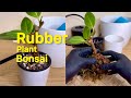 Rubber plant bonsai  ficus elastica  ficus yellow gem