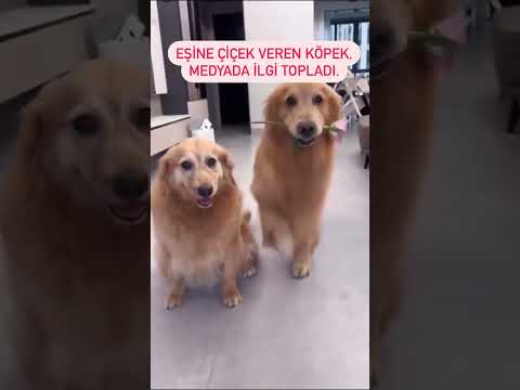 Eşine Çiçek Veren Köpek Viral Oldu. #pets #cute #köpek #viral #dogs #dogshorts