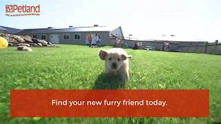 Your Snuggle Buddy Awaits You At Petland Pensacola