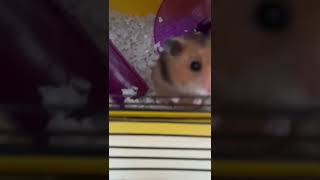 My hamster is talkative