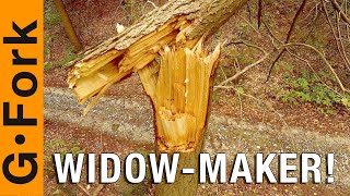 Pulling Down A Widow Maker aka Dangerous Tree