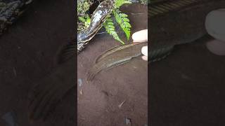 catching snakehead fish on live bait, northern - SNAKEHEAD FISH #shorts  #fish #channa #viralvideo