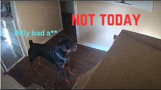 🐶 GUNNER THE GUARD 🐶 PIG HAS HIS BACK 🐷#pigandfriends #dog #rottweiler by PIG AND FRIENDS  890 views 3 months ago 20 seconds