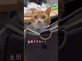 リュックからぴょこぴょこする猫【猫のこにゃん】#shorts