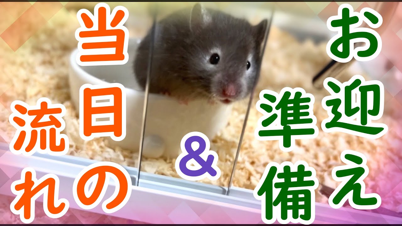 Hamster] What do you need when you've decided to bring one home? A