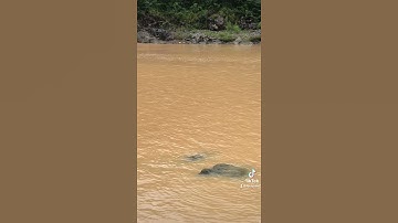 Săn cá lăng thuỷ điện Ia ly